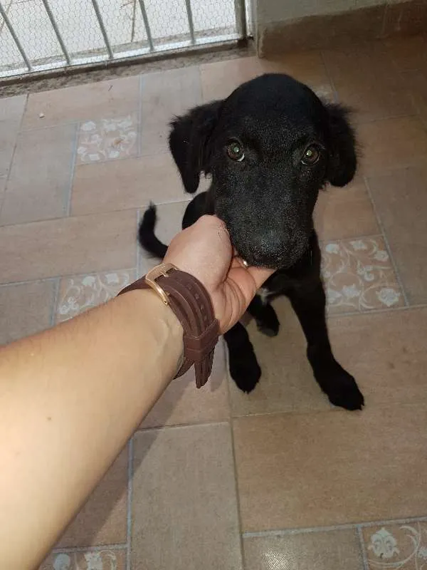 Cachorro raça Vira lata idade 2 a 6 meses nome Kiara