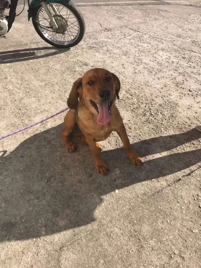 Cachorro ra a Labrador com rottweiler idade 7 a 11 meses nome Vux