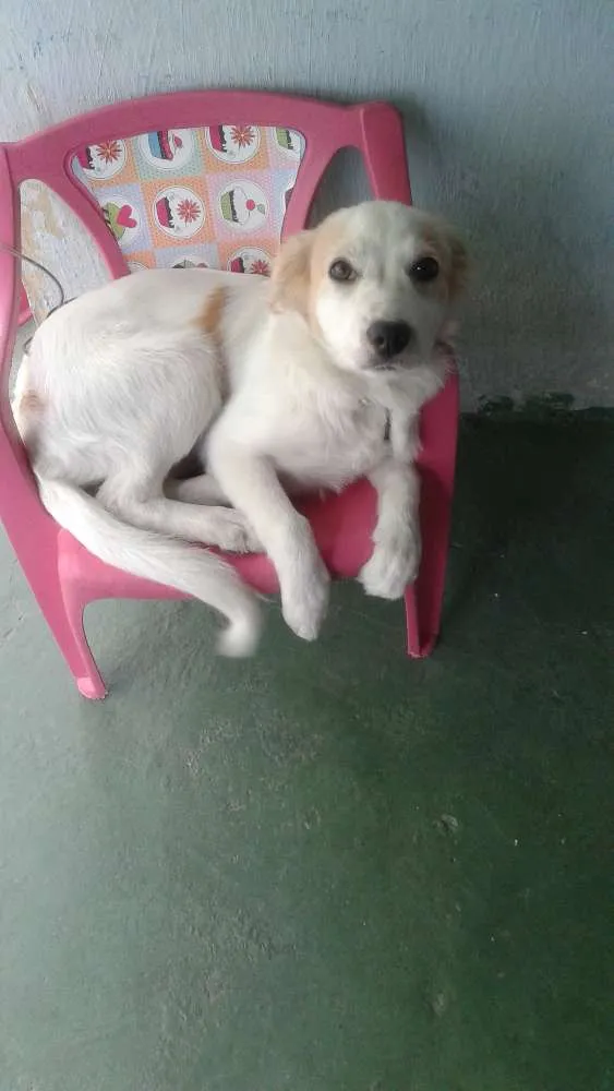 Cachorro ra a Viralata idade 2 a 6 meses nome Charly