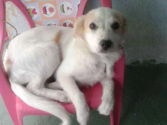 Cachorro ra a Viralata idade 2 a 6 meses nome Charly