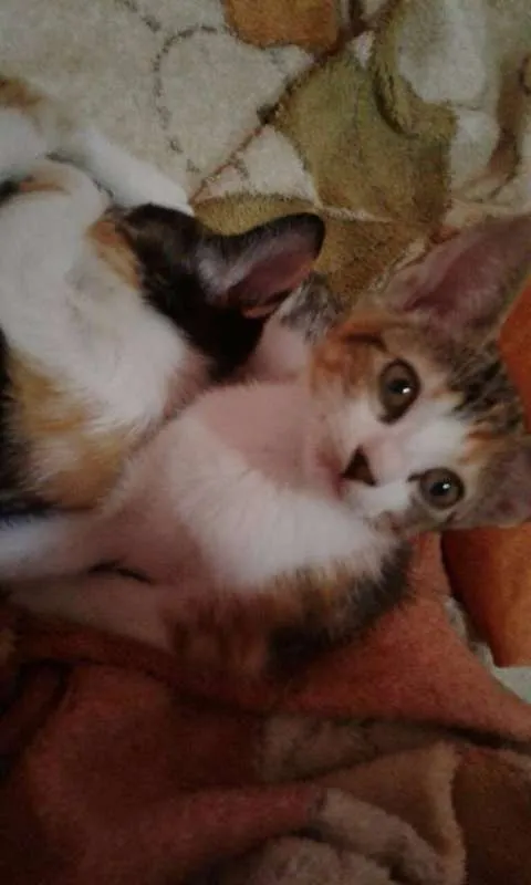 Gato ra a não indentificada idade Abaixo de 2 meses nome petunia