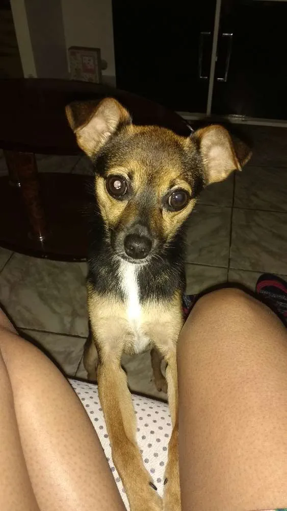 Cachorro ra a Pinscher  idade 7 a 11 meses nome Nico