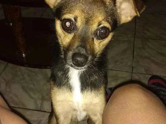 Cachorro ra a Pinscher  idade 7 a 11 meses nome Nico