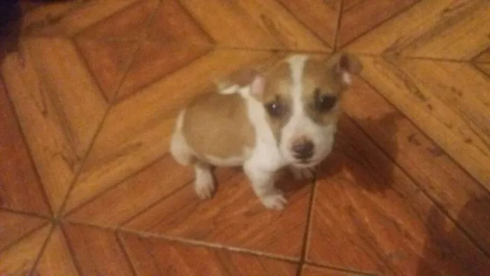 Cachorro ra a srd idade  nome Pitiquinha