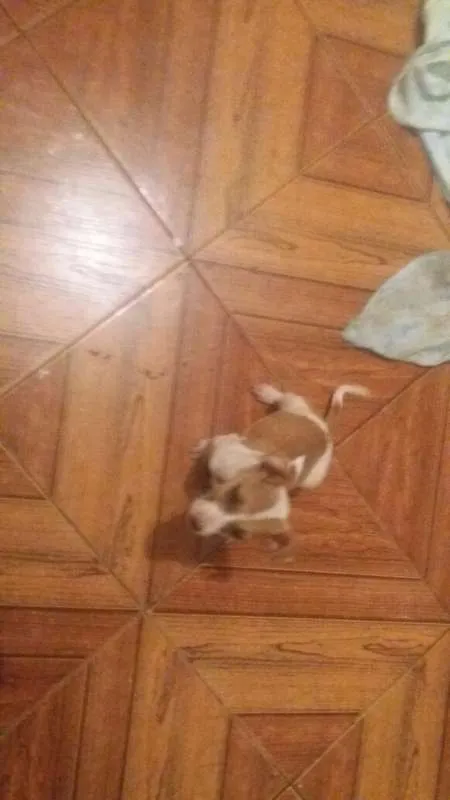 Cachorro ra a srd idade  nome Pitiquinha