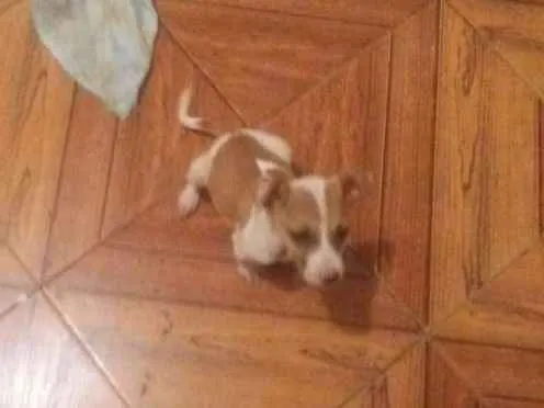 Cachorro ra a srd idade  nome Pitiquinha