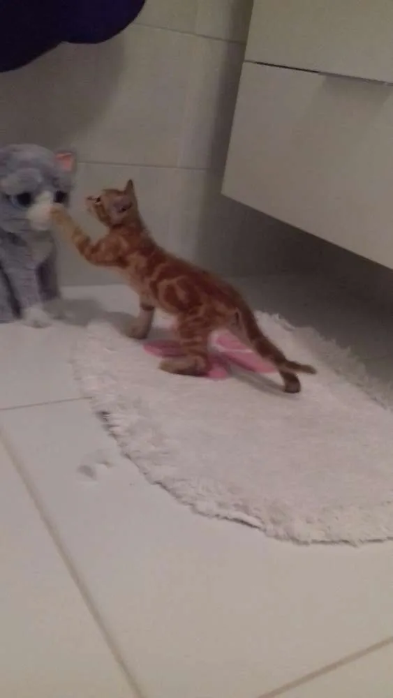 Gato raça Raça não definida idade 2 a 6 meses nome Sem nome