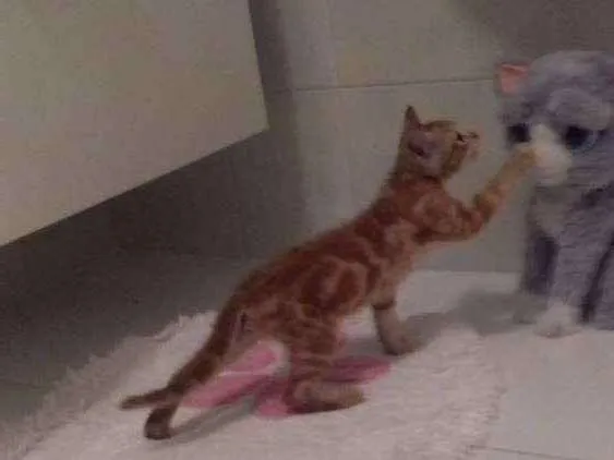 Gato raça Raça não definida idade 2 a 6 meses nome Sem nome
