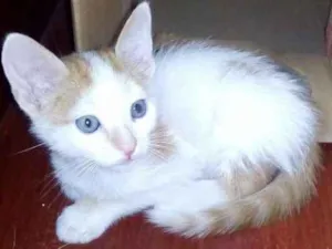Gato raça srd idade 2 a 6 meses nome Nemo