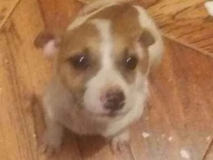Cachorro ra a srd idade  nome Pitiquinha