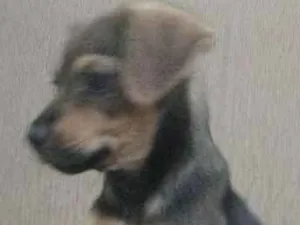 Cachorro raça indeterminada idade Abaixo de 2 meses nome sem nome
