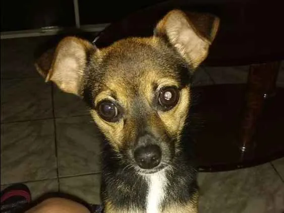 Cachorro ra a Pinscher  idade 7 a 11 meses nome Nico