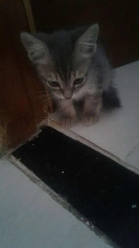 Gato ra a Desconhecida idade 2 a 6 meses nome Sem Nome