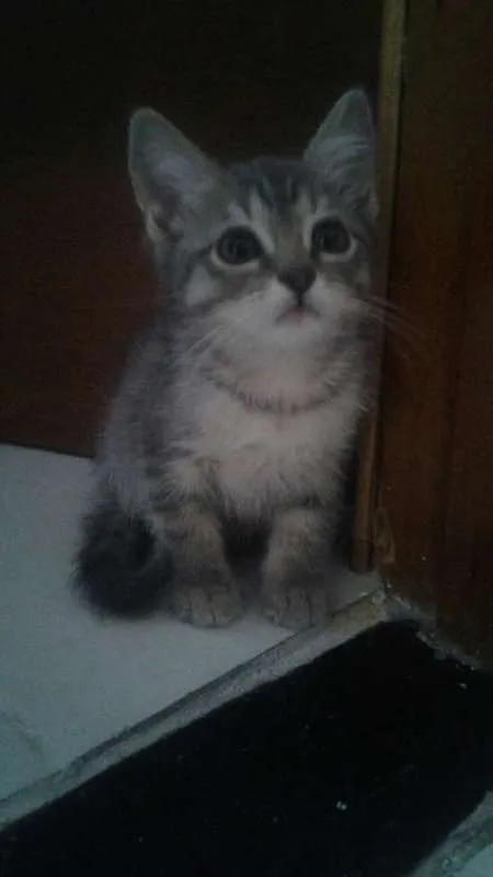 Gato ra a Desconhecida idade 2 a 6 meses nome Sem Nome