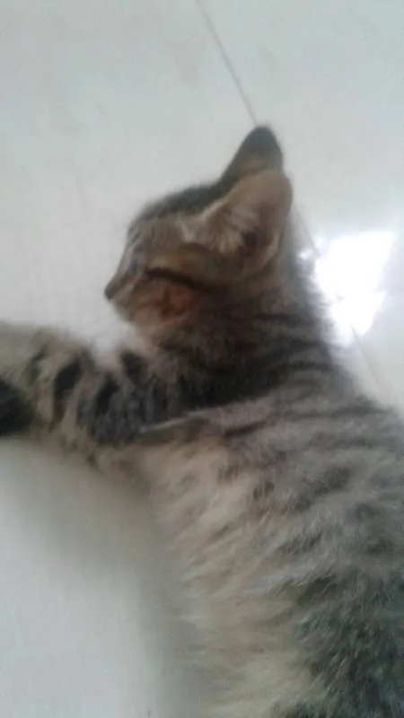 Gato ra a Desconhecida idade 2 a 6 meses nome Sem Nome