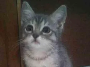 Gato raça Desconhecida idade 2 a 6 meses nome Sem Nome
