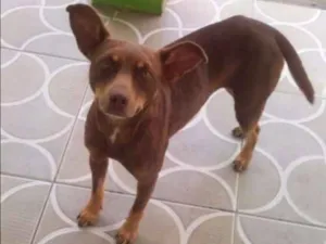 Cachorro raça Publicado com vira lata idade 2 anos nome Kiara