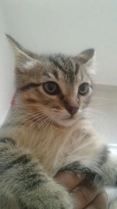 Gato ra a Desconhecida idade 2 a 6 meses nome Sem Nome