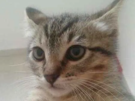Gato ra a Desconhecida idade 2 a 6 meses nome Sem Nome