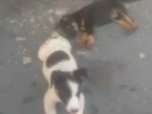 Cachorro raça Não sei a raça  idade 7 a 11 meses nome Pantera