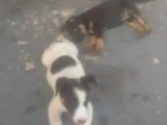 Cachorro ra a Não sei a raça  idade 7 a 11 meses nome Pantera