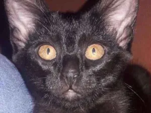 Gato raça Sem raça  idade 2 a 6 meses nome Lorem
