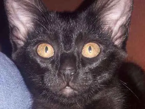 Gato ra a Sem raça  idade 2 a 6 meses nome Lorem