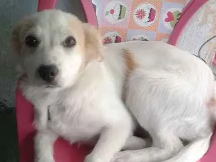 Cachorro ra a Viralata idade 2 a 6 meses nome Charly