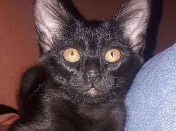 Gato ra a Sem raça  idade 2 a 6 meses nome Lorem