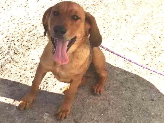 Cachorro ra a Labrador com rottweiler idade 7 a 11 meses nome Vux