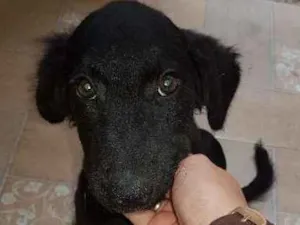 Cachorro raça Vira lata idade 2 a 6 meses nome Kiara