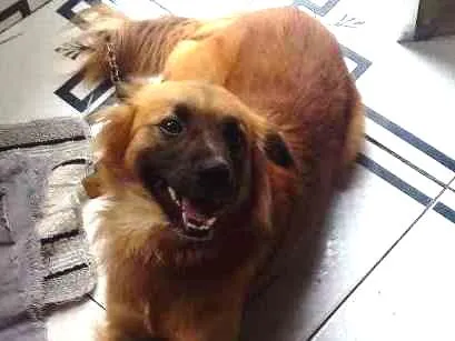 Cachorro ra a Pastor alemão com vira-lata idade 1 ano nome Lui