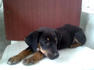 Cachorro raça viralata idade 2 a 6 meses nome sem nome