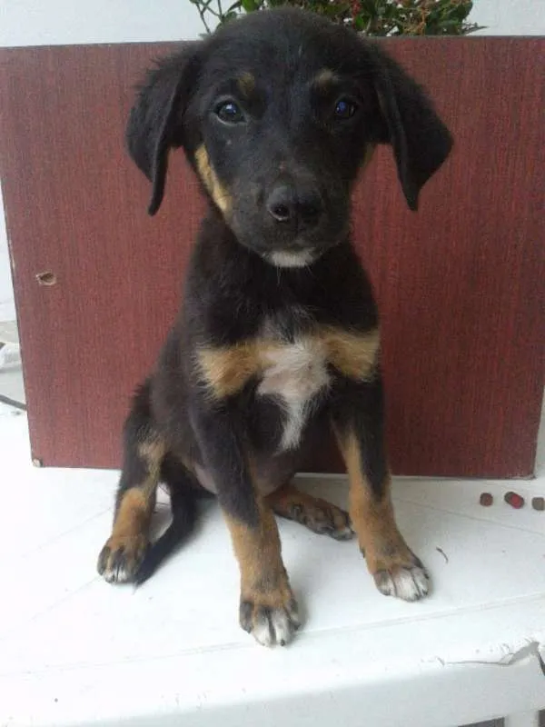 Cachorro raça viralata idade 2 a 6 meses nome sem nome