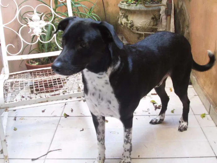 Cachorro ra a SRD idade 2 anos nome Zeca