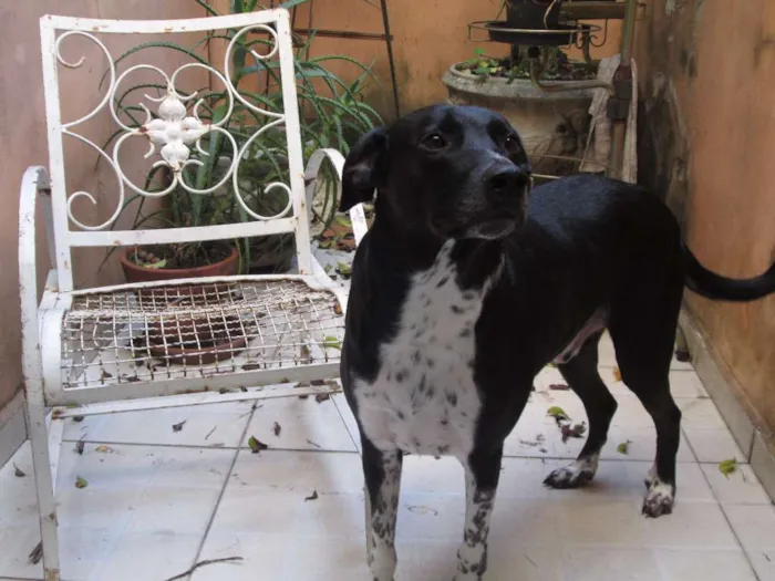 Cachorro ra a SRD idade 2 anos nome Zeca