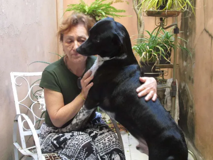 Cachorro ra a SRD idade 2 anos nome Zeca