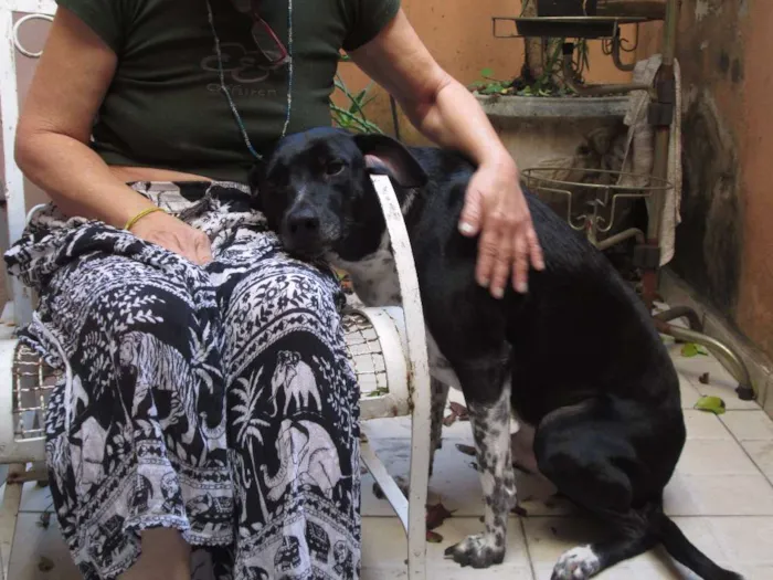 Cachorro ra a SRD idade 2 anos nome Zeca