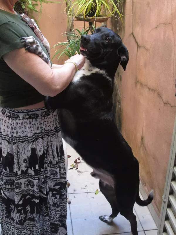 Cachorro ra a SRD idade 2 anos nome Zeca