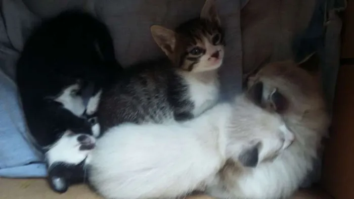 Gato ra a  nao ha idade 2 a 6 meses nome filhotes