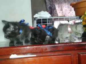 Gato raça  idade 2 a 6 meses nome filhotes