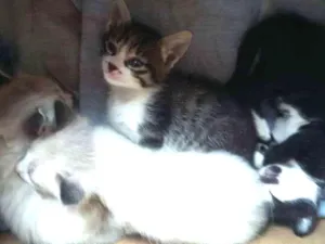 Gato raça  nao ha idade 2 a 6 meses nome filhotes