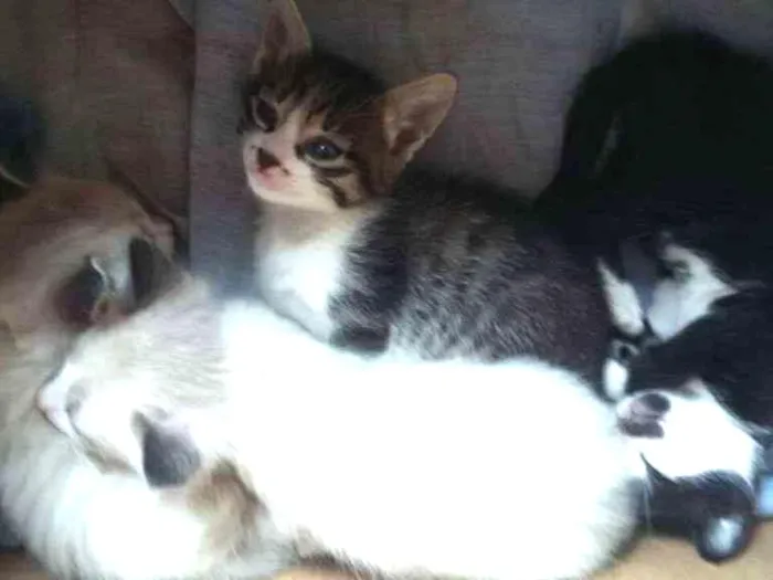 Gato ra a  nao ha idade 2 a 6 meses nome filhotes