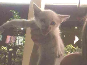 Gato raça vira lata idade 2 a 6 meses nome muffim e nutela