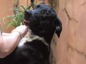 Cachorro raça SRD idade 2 anos nome Zeca