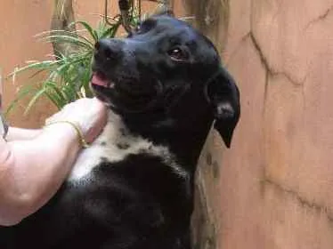 Cachorro ra a SRD idade 2 anos nome Zeca