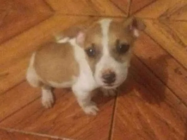 Cachorro ra a srd idade  nome Pitiquinha