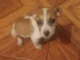 Pitiquinha