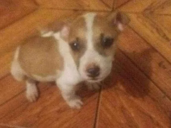 Cachorro ra a srd idade  nome Pitiquinha