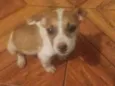 Pitiquinha